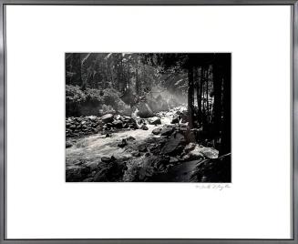 River Running Through a Forest