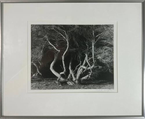 Dancing Limbs