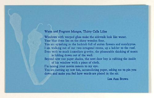 Warm and Fragrant Mangos, Thirty Calla Lilies