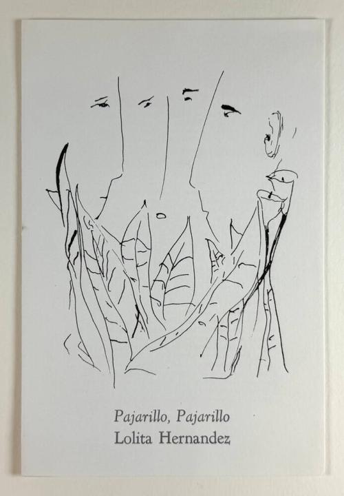 Pajarillo, Pajarillo