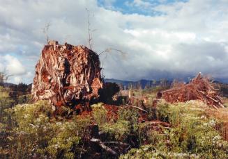 Mammoth Sitka Spruce in Clear Cut, Sappho, WA